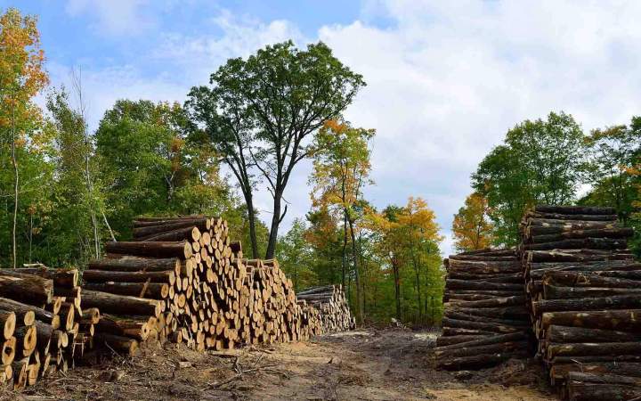Abattage d'arbres Villefranche-sur-Saône