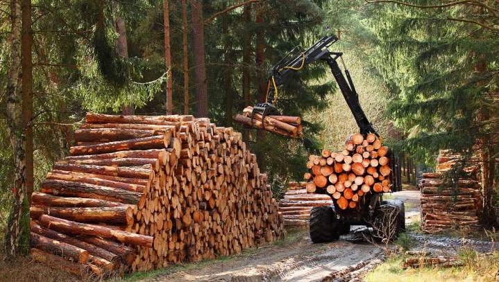 Exploitant forestier Villefranche-sur-Saône