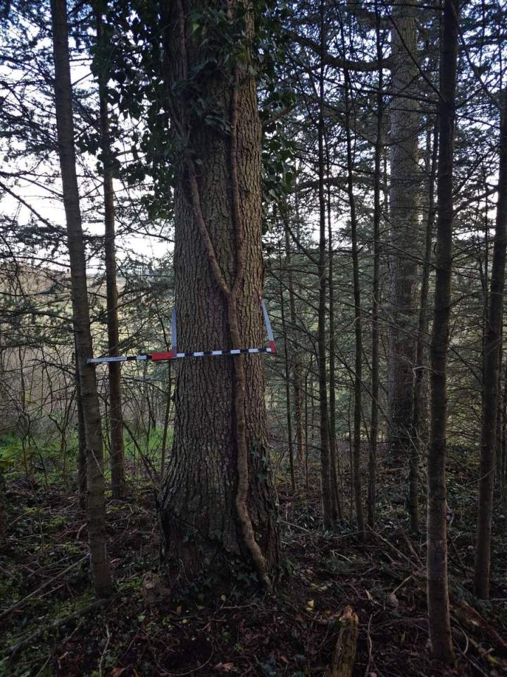 exploitation forestiere