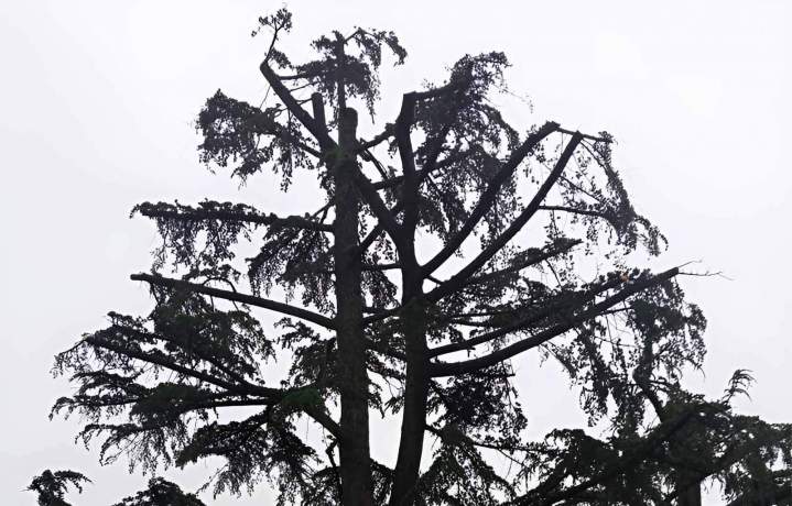 lagage d arbres 1 9680