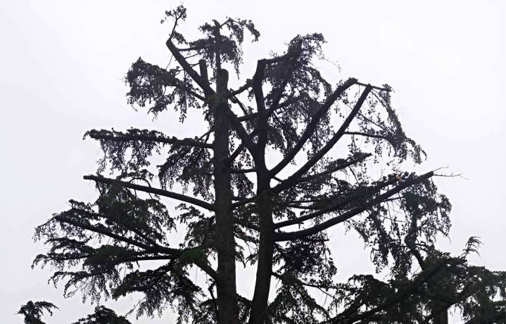 L’entretien essentiel pour la santé de vos arbres.