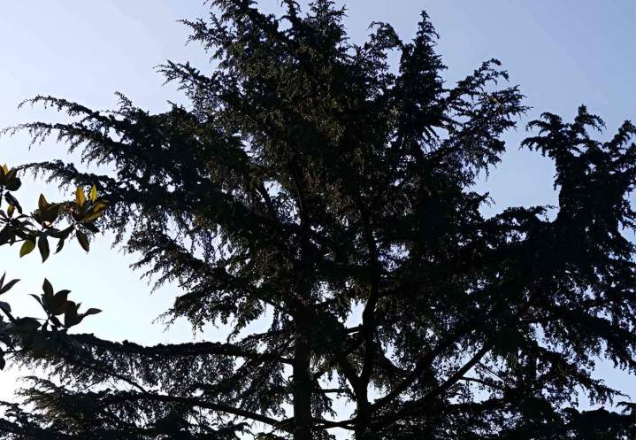 lagage d arbres 2 0e89