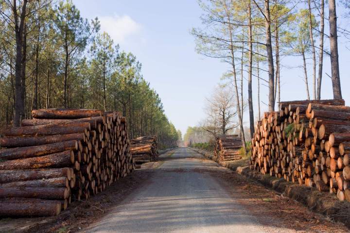 Fournisseur de bois, Arnas